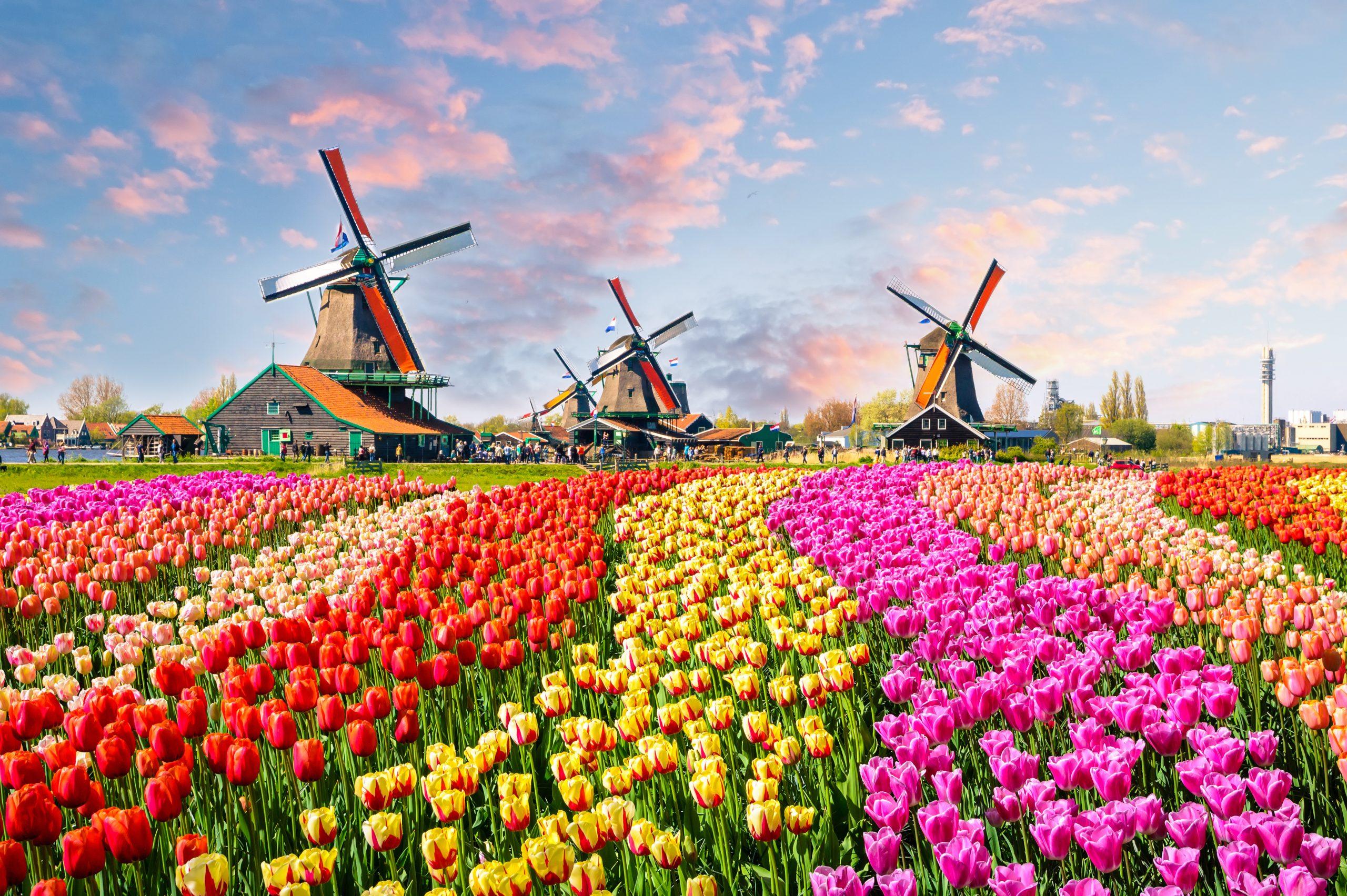 Landscape,With,Tulips,,Traditional,Dutch,Windmills,And,Houses,Near,The